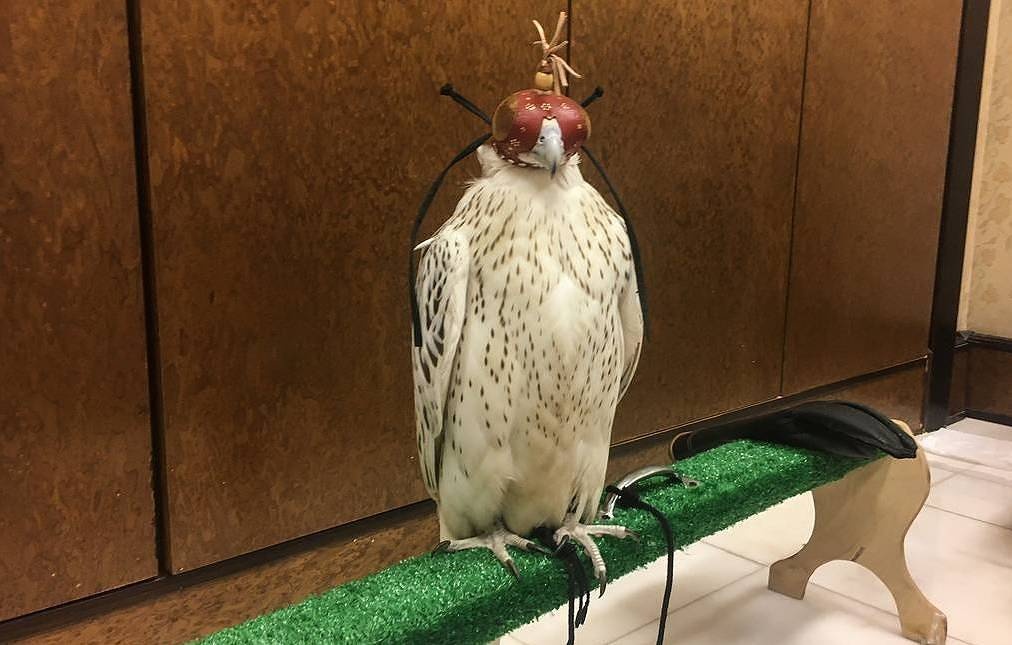 TT Putin tang chim ung Kamchatka cho quoc vuong Saudi Arabia hinh anh