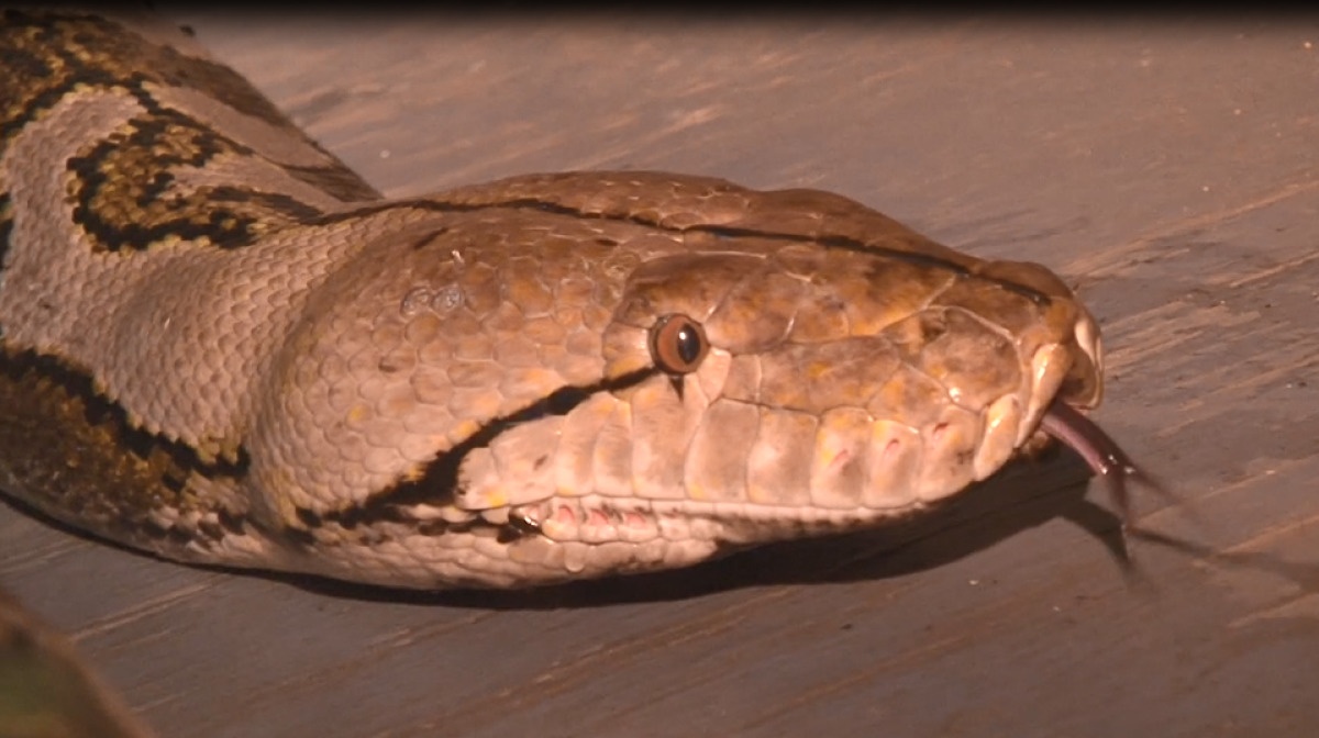 Sinh nhat lan thu 15 cua Medusa, con tran nuoi dai nhat the gioi hinh anh