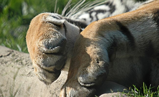 Kiem lam An Do bi ho an thit, chi tim thay mot nua co the trong rung hinh anh