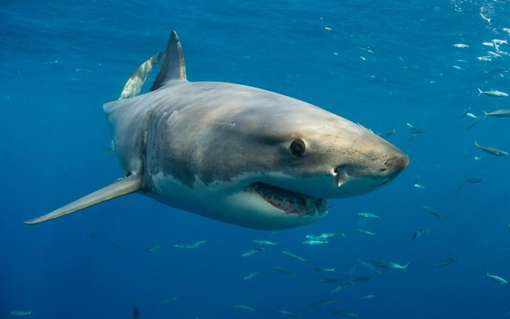 Lan bien xem ca voi, nguoi phu nu Phap bi ca map can mat tay hinh anh