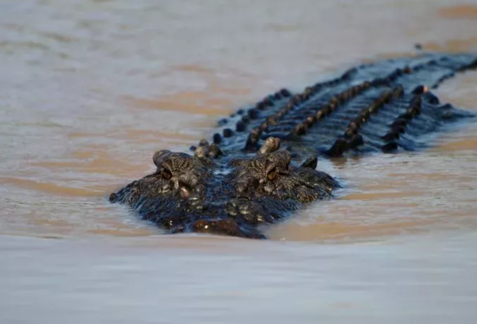 Buoc nham len lung ca sau, nguoi dan ong Australia bi can toi tap hinh anh