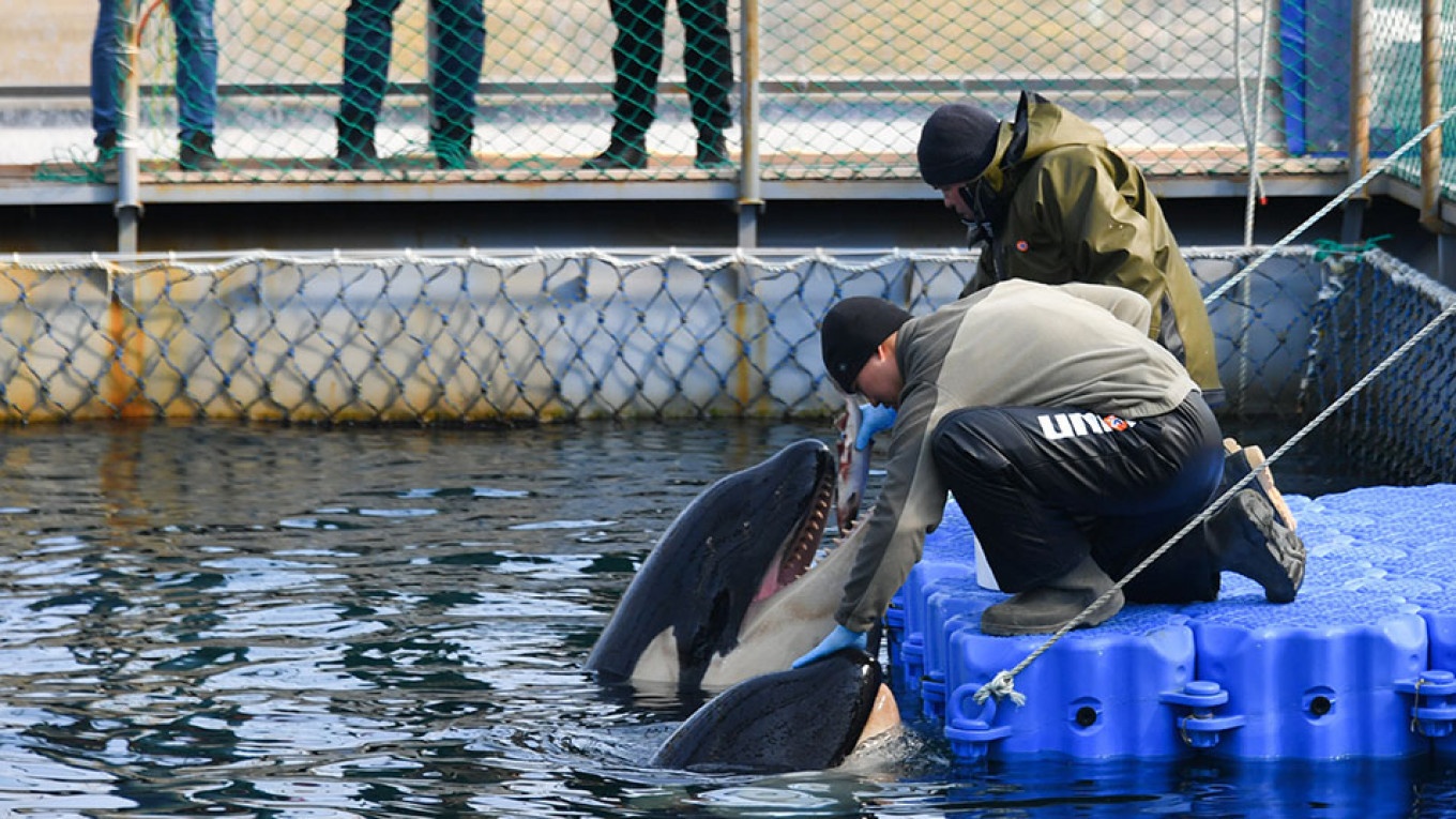 Nga tha con ca voi beluga cuoi cung khoi 'nha tu', ra dai duong hinh anh