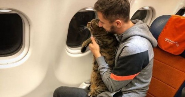 Trao meo de len may bay roi dang Facebook khoe, hanh khach bi dieu tra hinh anh