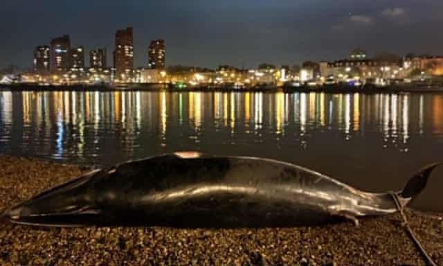 Ca voi chet lien tiep dat vao bo song o Anh hinh anh