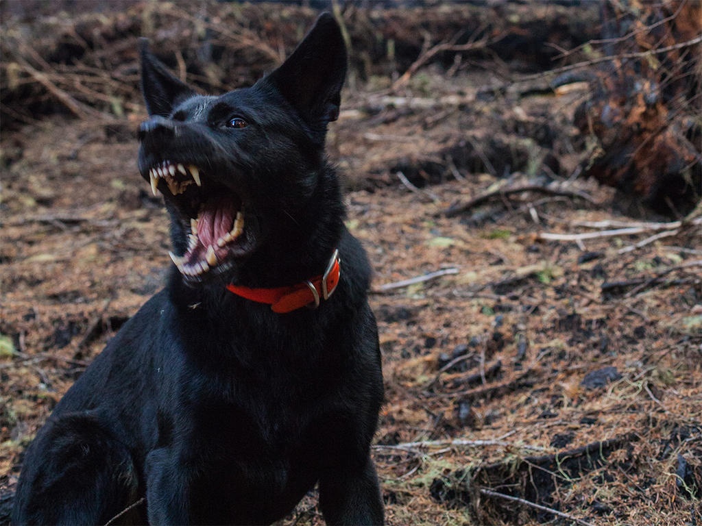 Be gai 9 tuoi bi cho becgie can chet tren duong di hoc o Trung Quoc hinh anh