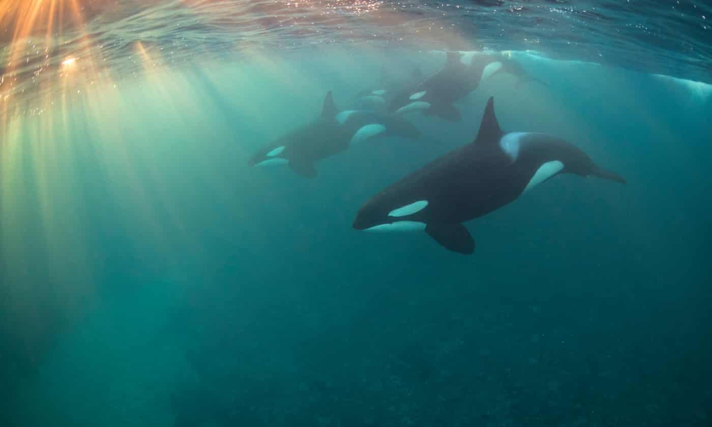 'Hieu ung ba ngoai' o ca voi sat thu hinh anh