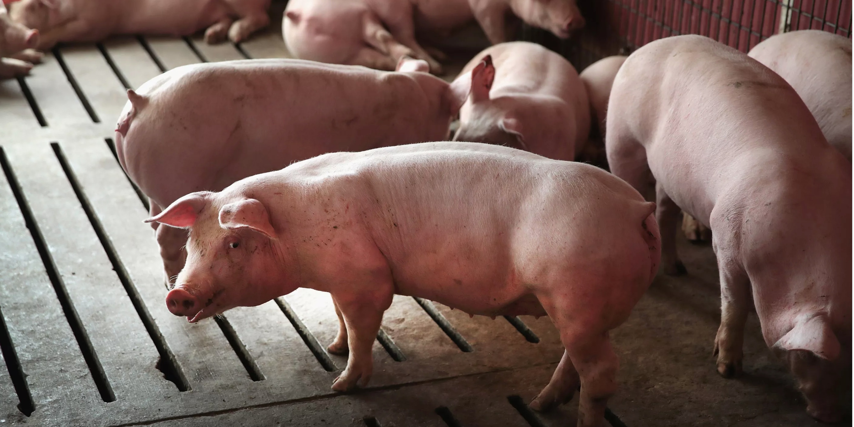 Trung Quoc giam thue thit lon anh 2