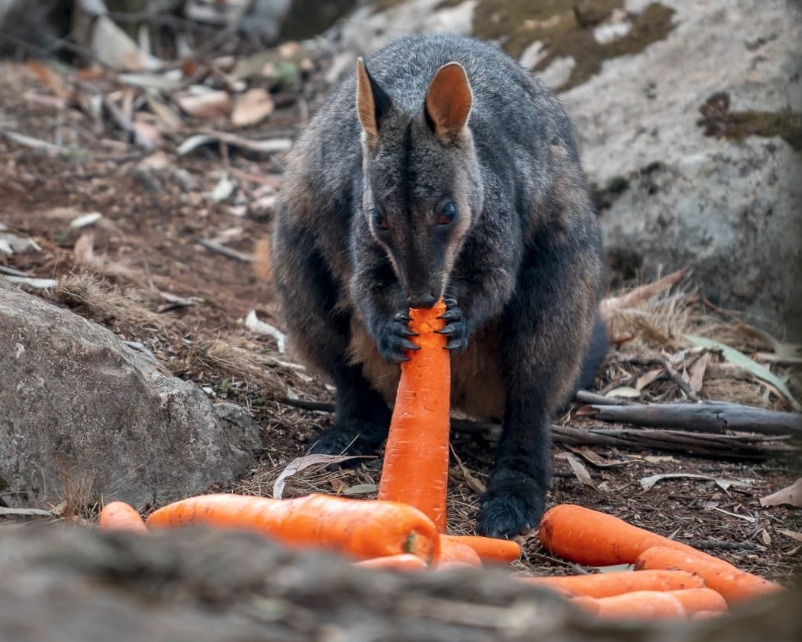 Mua ca rot tu may bay cuu chuot tui bi chay rung thieu dot o Australia hinh anh