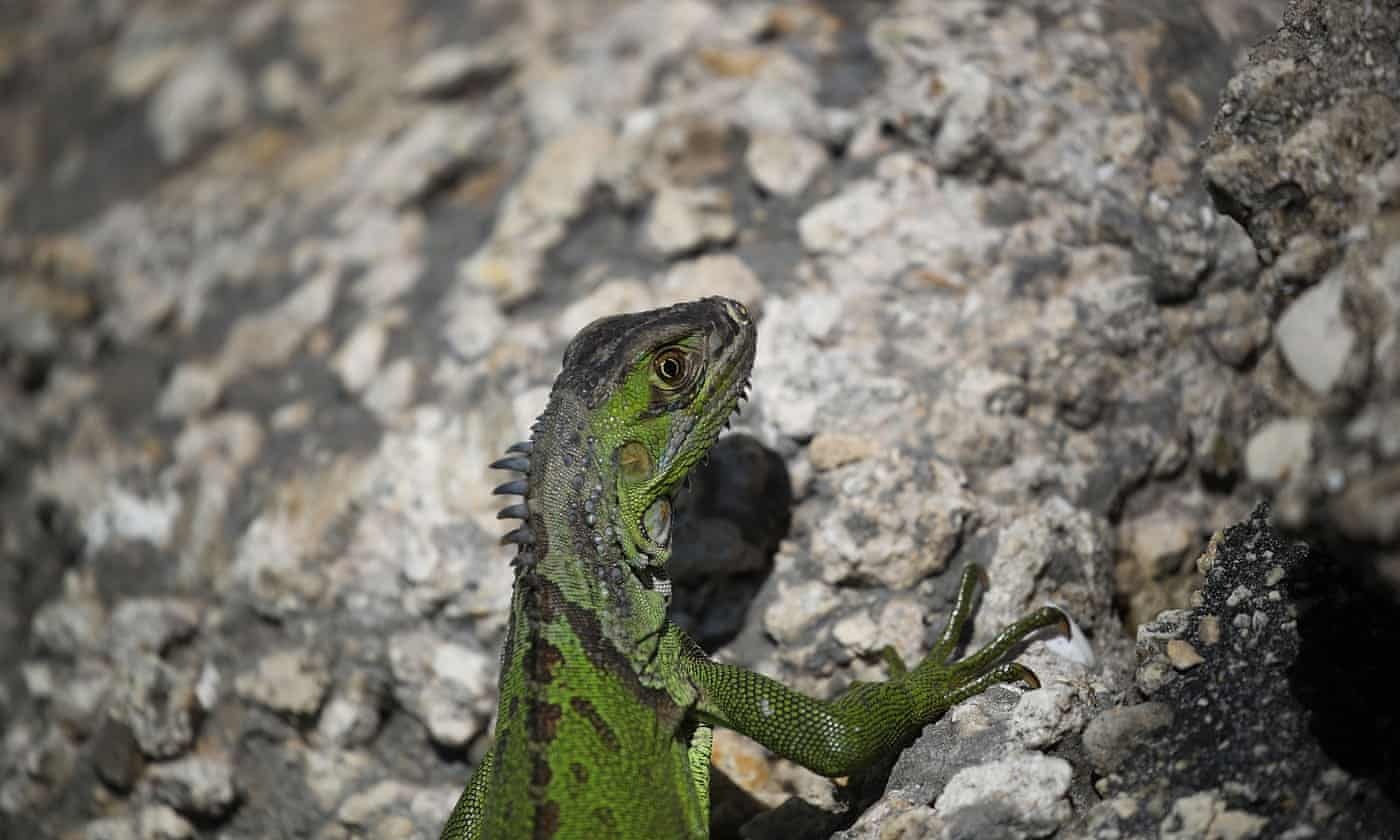 Florida canh bao mua rong Nam My tren cay roi xuong hinh anh