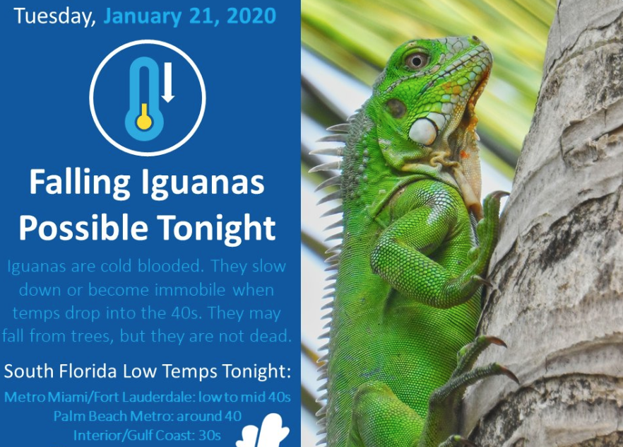 rong Nam My roi xuong bang o My anh 1