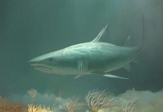 Phat hien dau ca map 330 trieu nam trong hang o My hinh anh