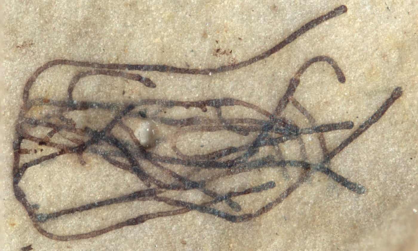 Hoa thach 1 ty nam tuoi cua thuc vat xanh co nhat the gioi hinh anh