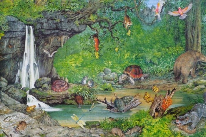 hoa thach su tu co tui o Australia anh 3