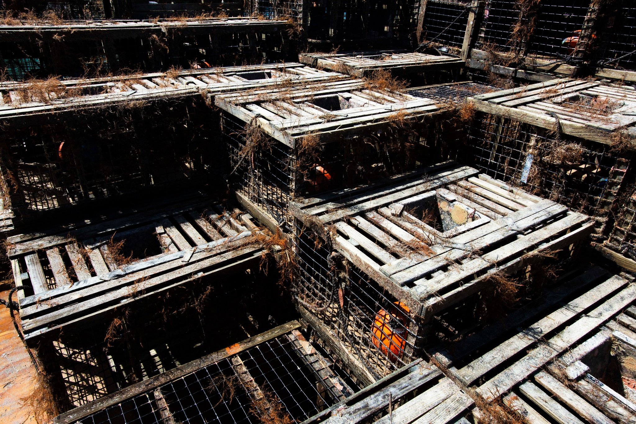 My khong ban duoc tom hum anh 2