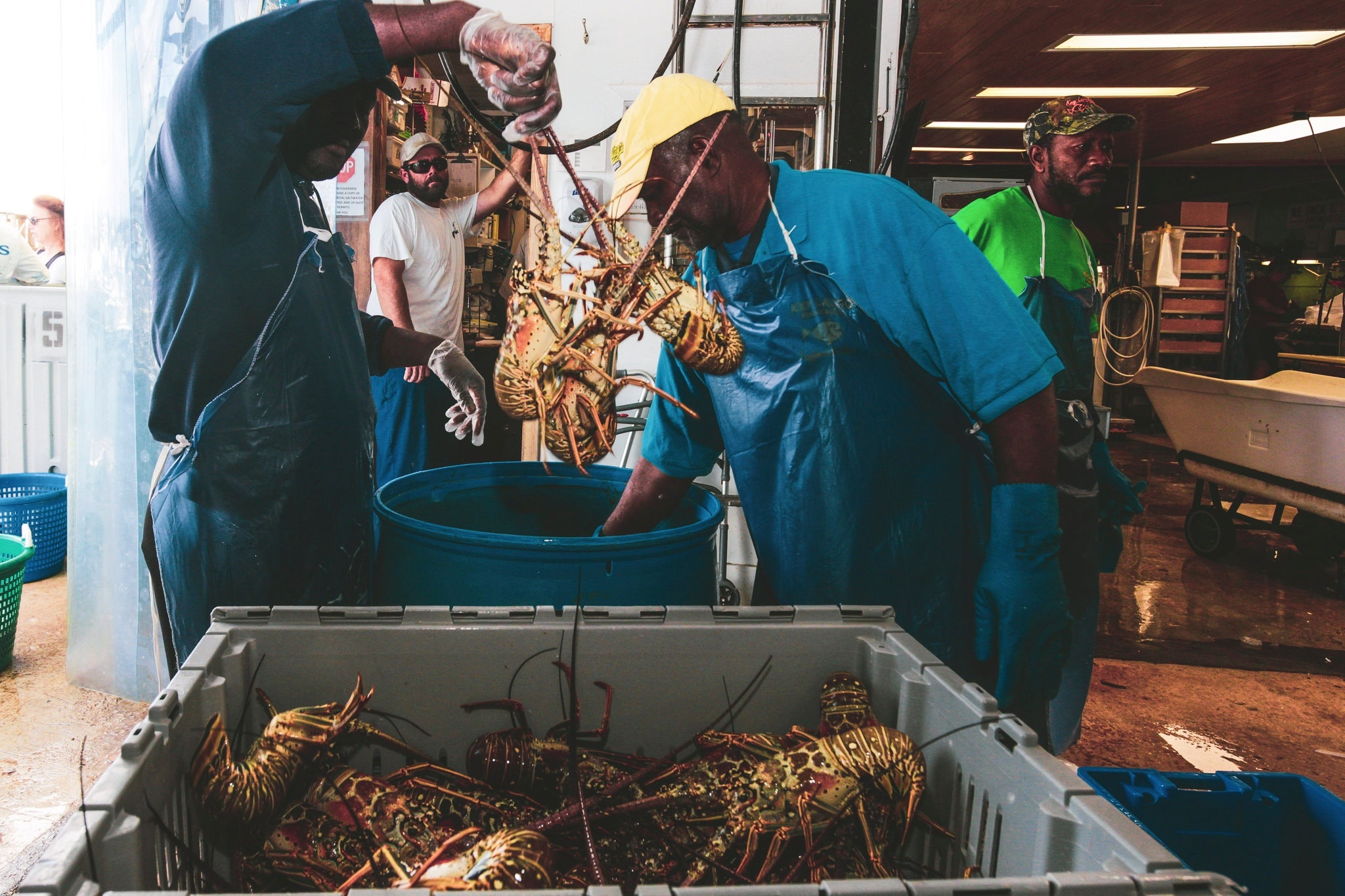 My khong ban duoc tom hum anh 5