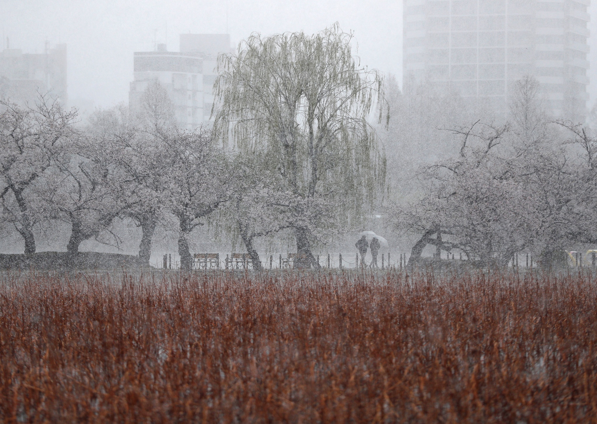 tuyet roi o Tokyo anh 8