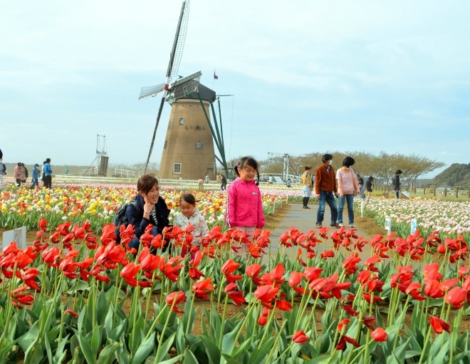 Thanh pho Nhat Ban cat bo 100.000 bong tulip vi dong nguoi den ngam hinh anh