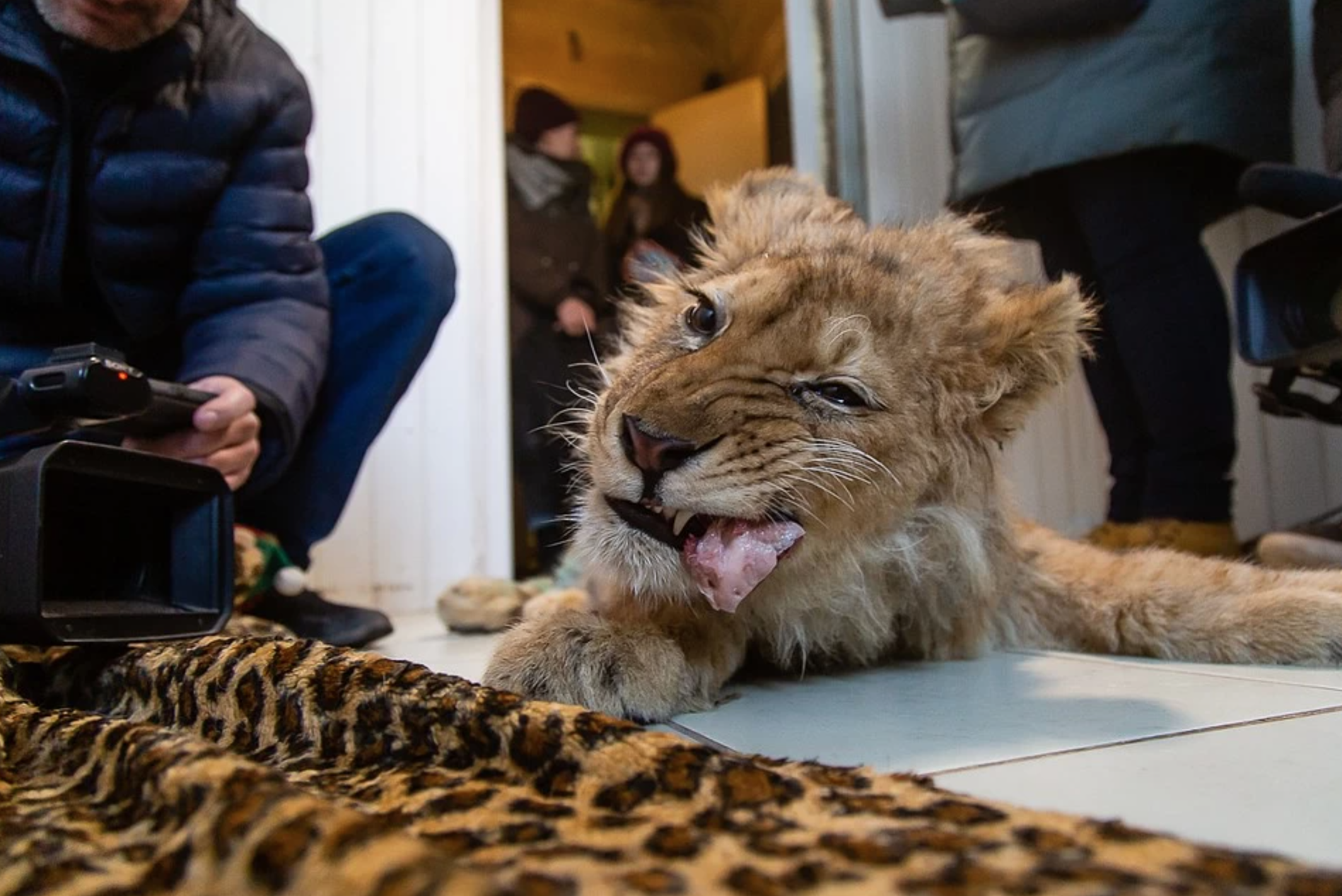 Su tu con o Nga bi du khach be gay chan anh 2