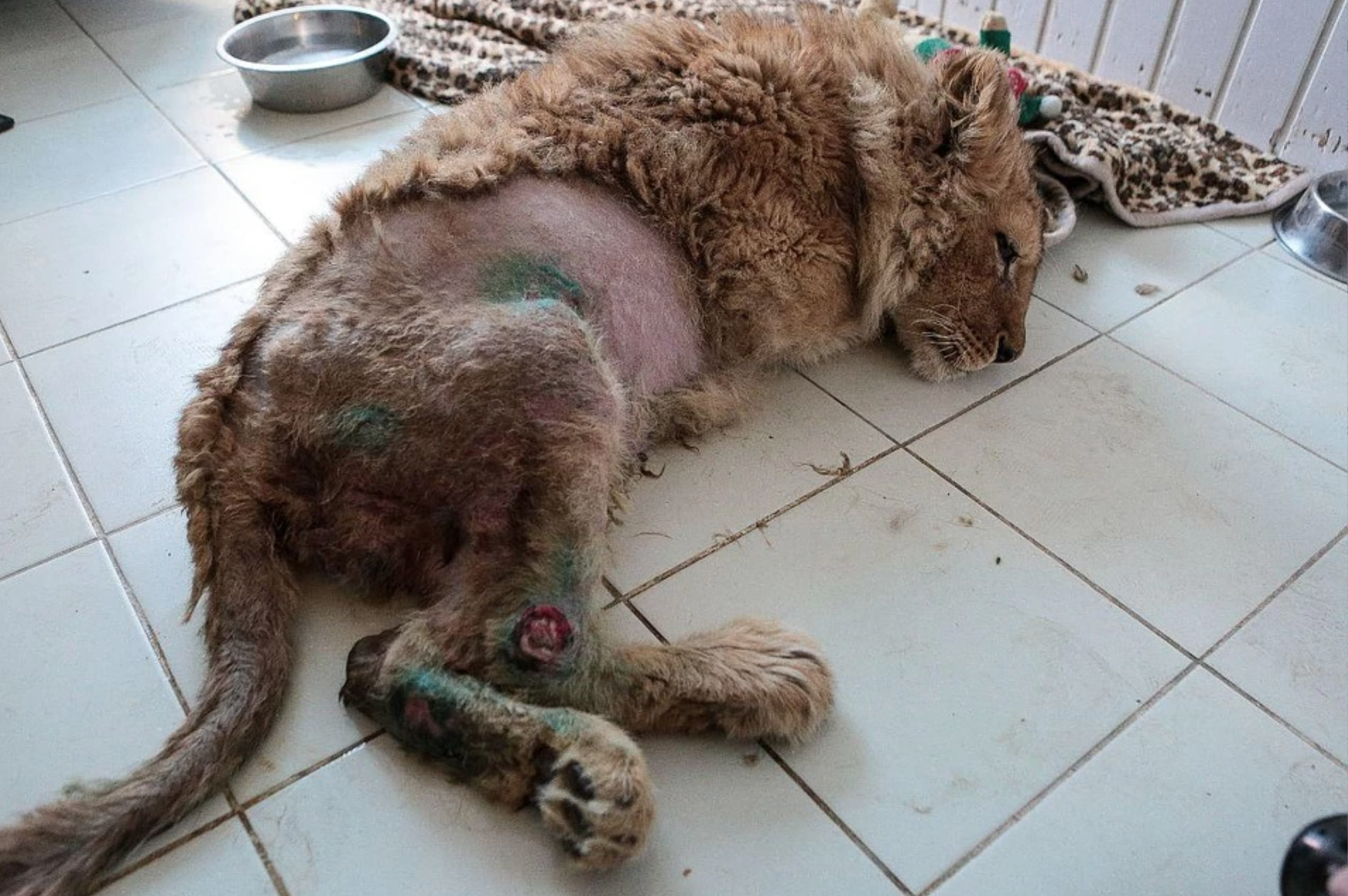 TT Putin noi gian vi su tu Simba bi be gay chan de du khach chup anh hinh anh