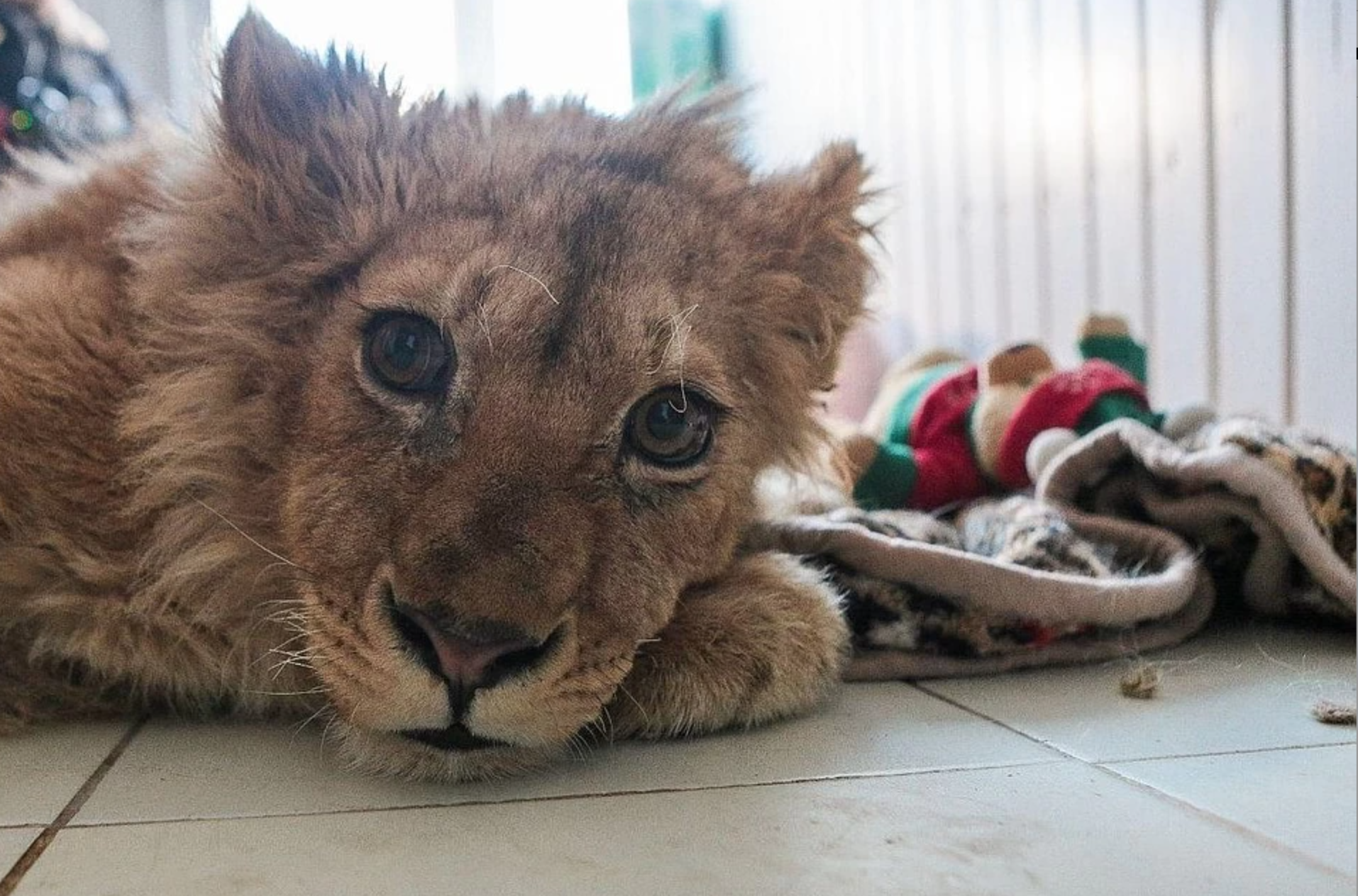 Su tu con o Nga bi du khach be gay chan anh 3