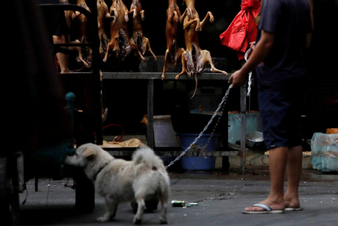 Le hoi thit cho mo man o Trung Quoc bat chap dich Covid-19 hinh anh