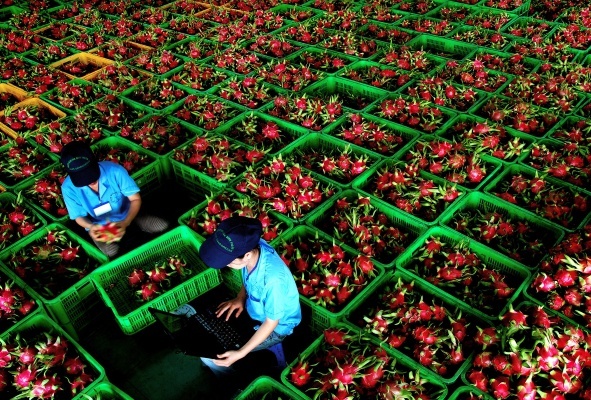 Thong quan dien tu giup nong san Viet Nam tuoi hon khi den New Zealand hinh anh