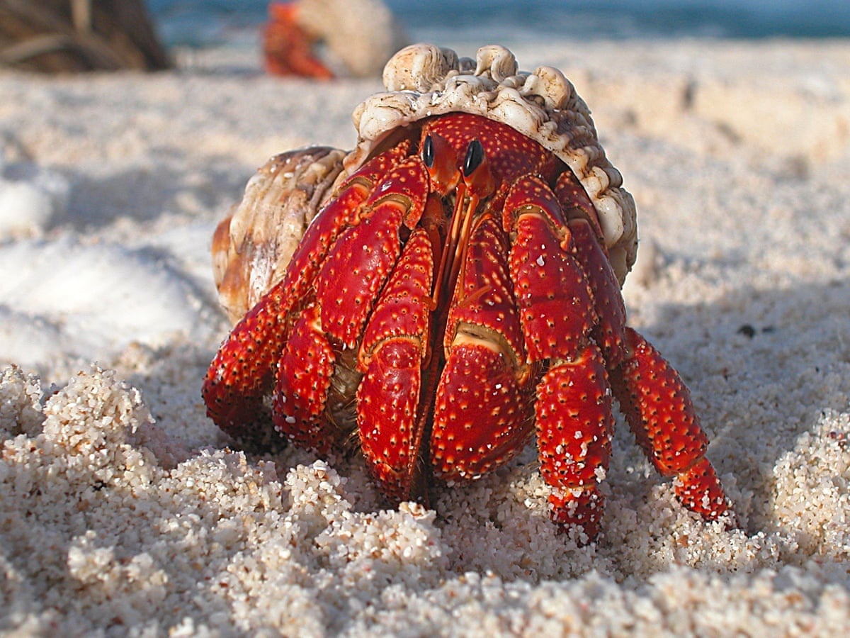 Bung no oc muon hon o Thai Lan hinh anh