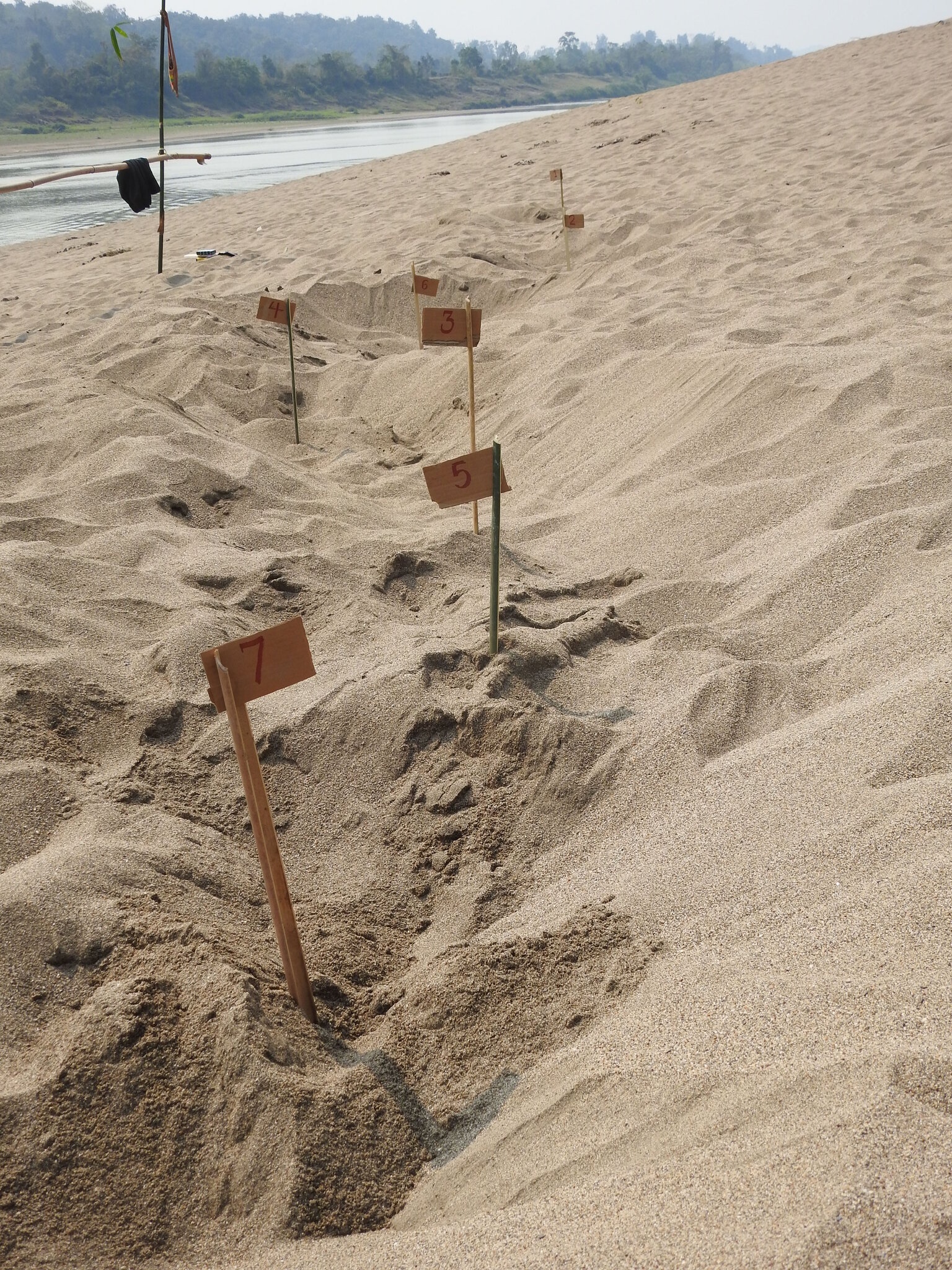 rua mai nha Myanmar thoat nguy co tuyet chung anh 5