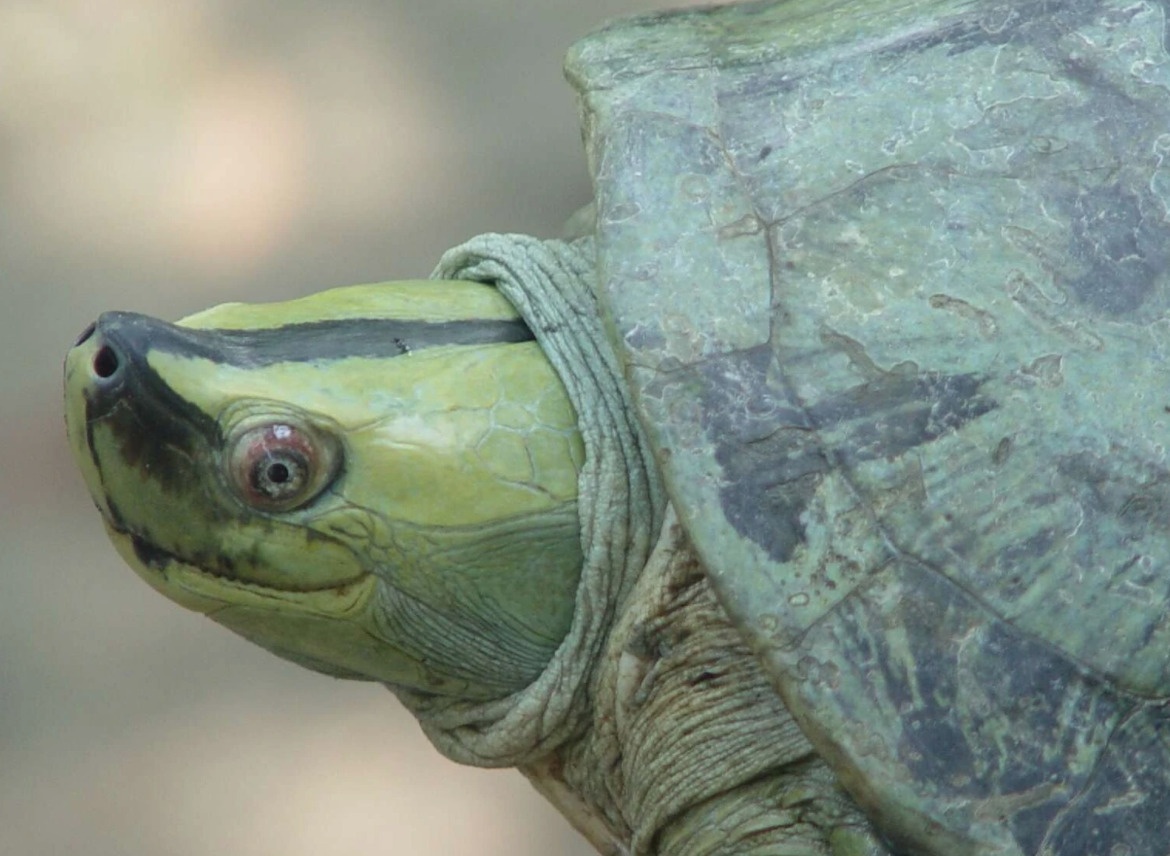 Rua mai nha Myanmar thoat nguy co tuyet chung hinh anh