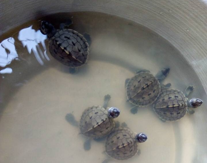 rua mai nha Myanmar thoat nguy co tuyet chung anh 6