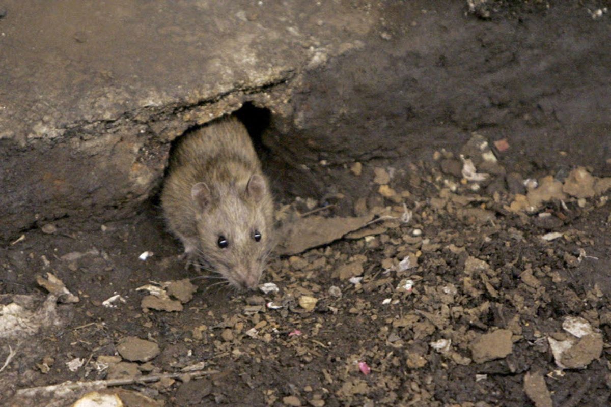 Thanh pho nhieu chuot nhat nuoc My 6 nam lien tiep hinh anh