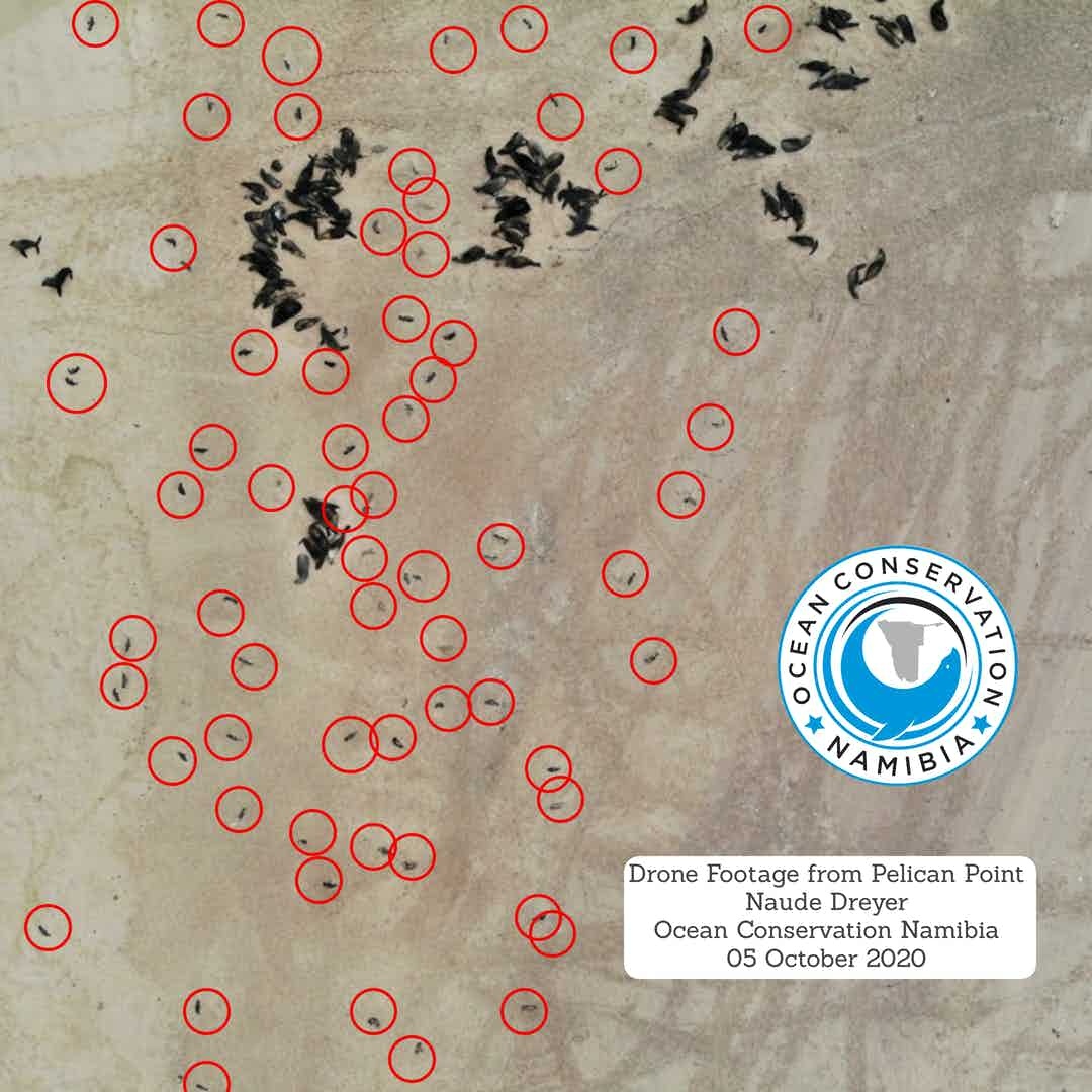 bao thai hai cau long nau tren bo bien Namibia anh 1