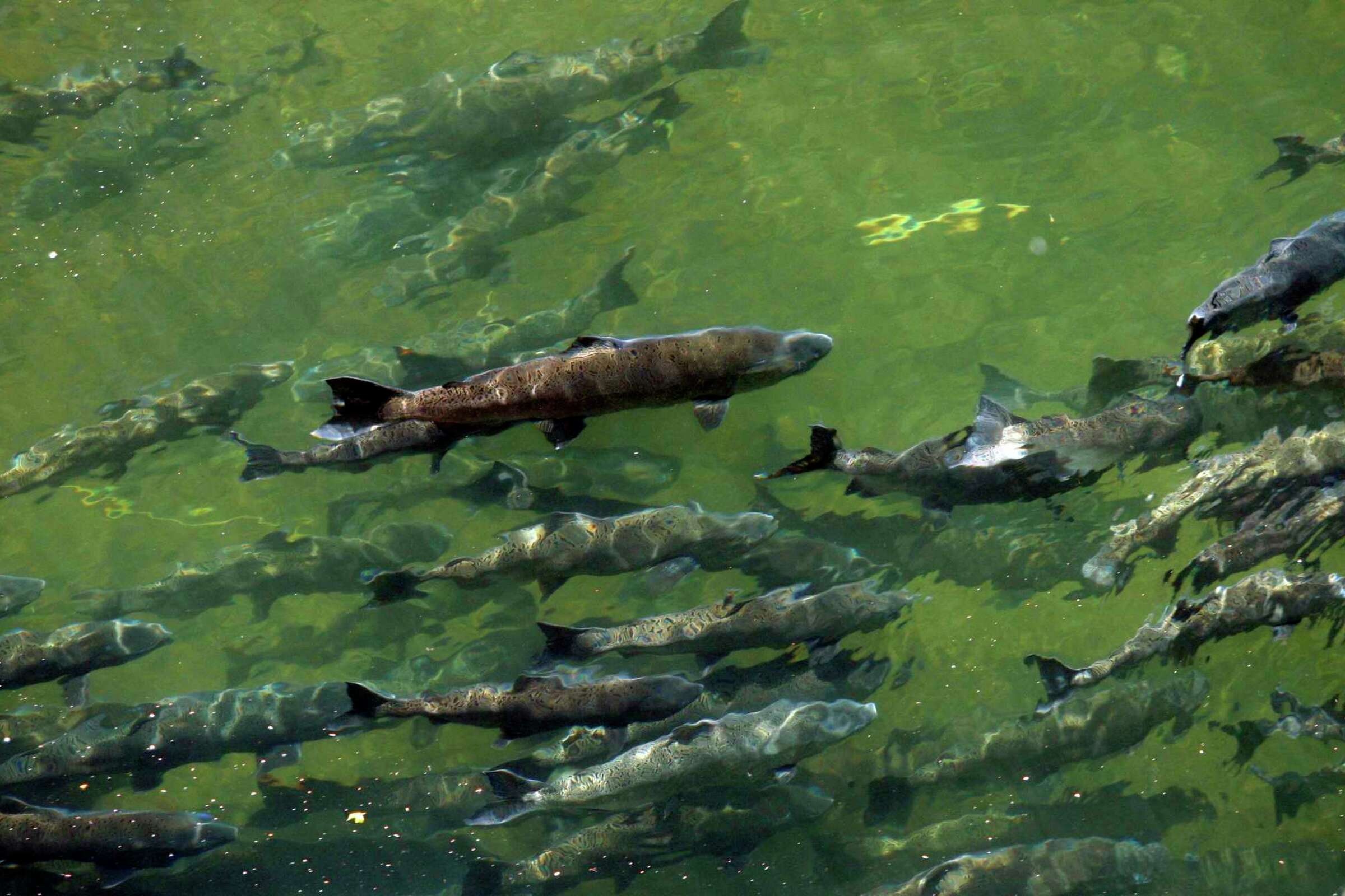 21.000 con ca chet bat thuong tai co so nghien cuu My hinh anh