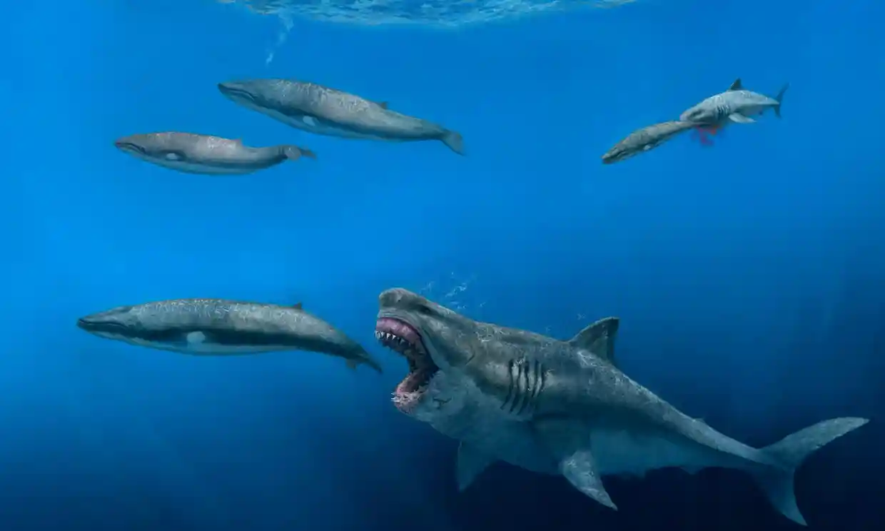 ca map megalodon anh 1