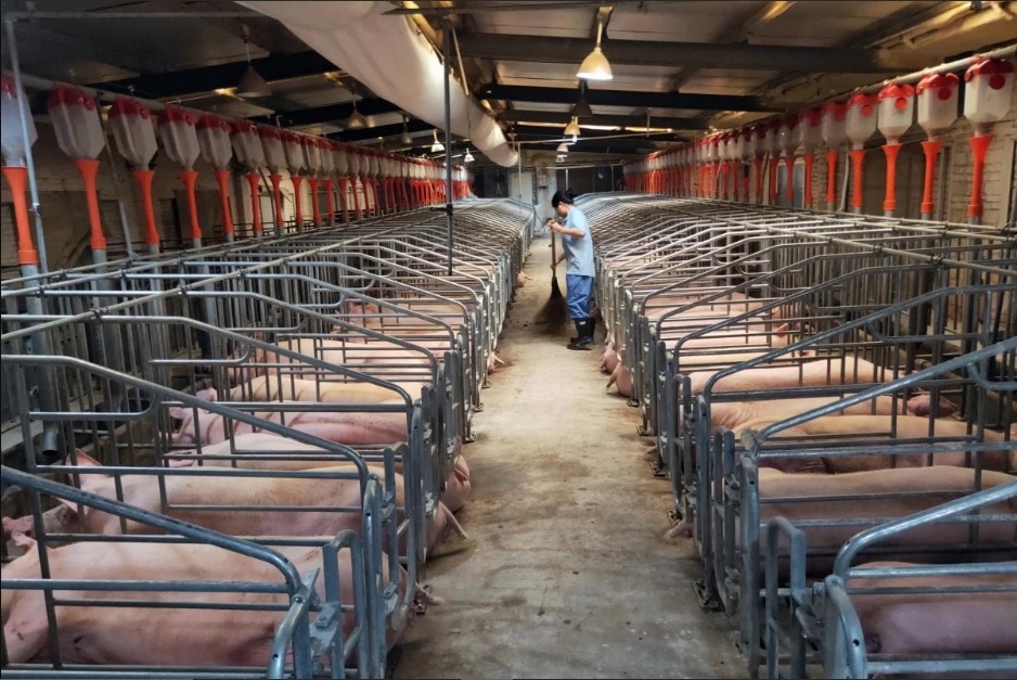 Gia thit lon Trung Quoc tang 97% trong thang 12, lam phat tiep tuc cao hinh anh