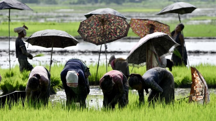 gia gao va lua mi tang manh anh 1