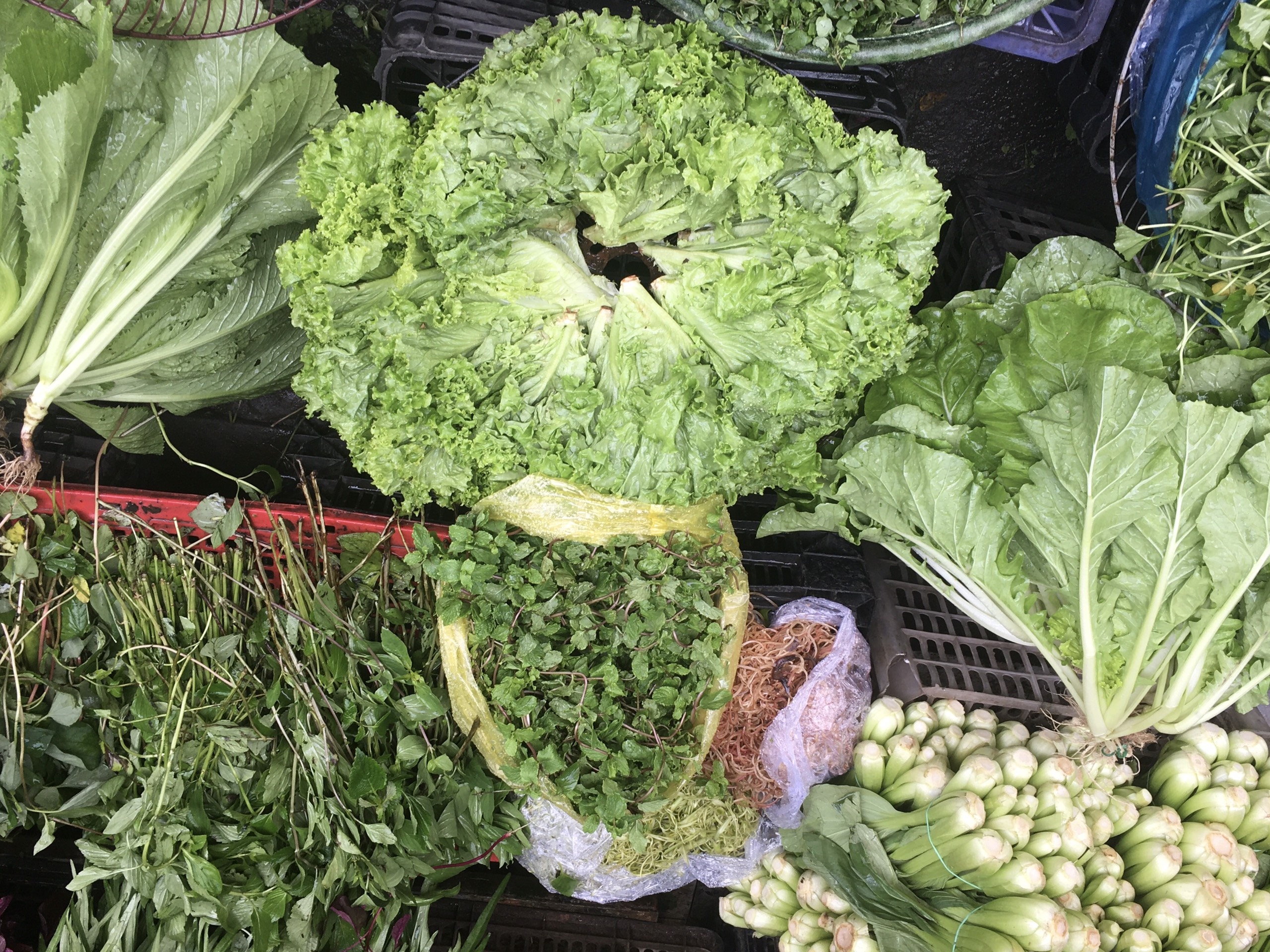 gia rau tang manh anh 1