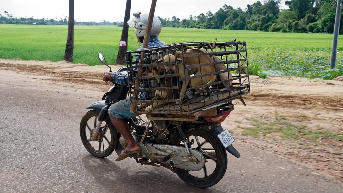 So benh tat, nguoi Campuchia bat dau noi khong voi thit cho hinh anh