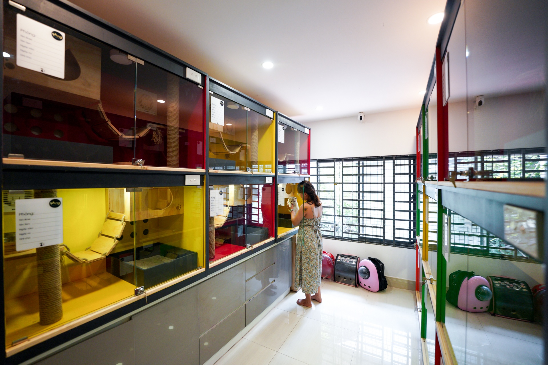 gui cho meo o 'khach san' thu cung dip Tet anh 3