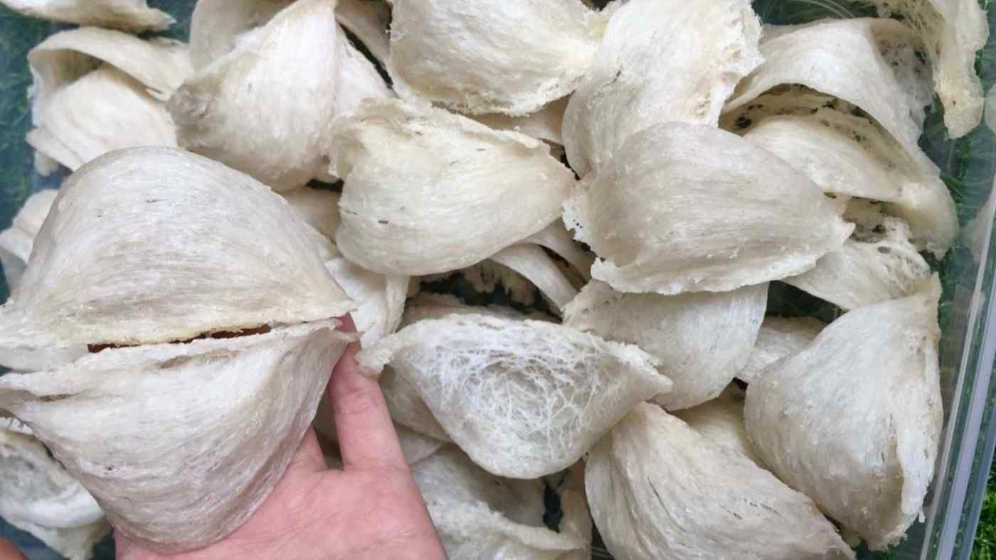 Con sot nuoi yen tai Indonesia hinh anh