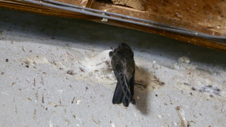 bung no nghe nuoi yen anh 2