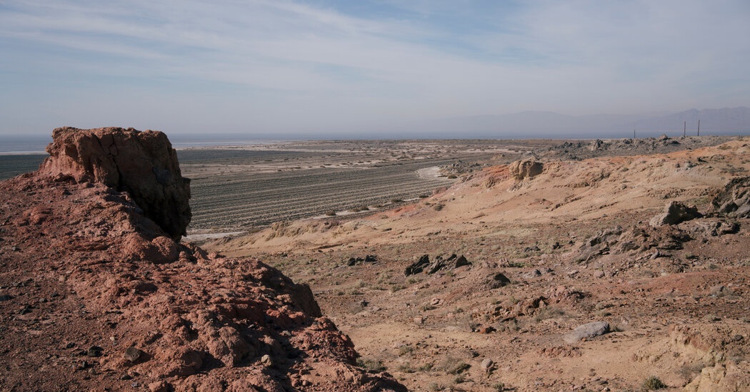 Con sot khai thac 'vang liti' hinh anh