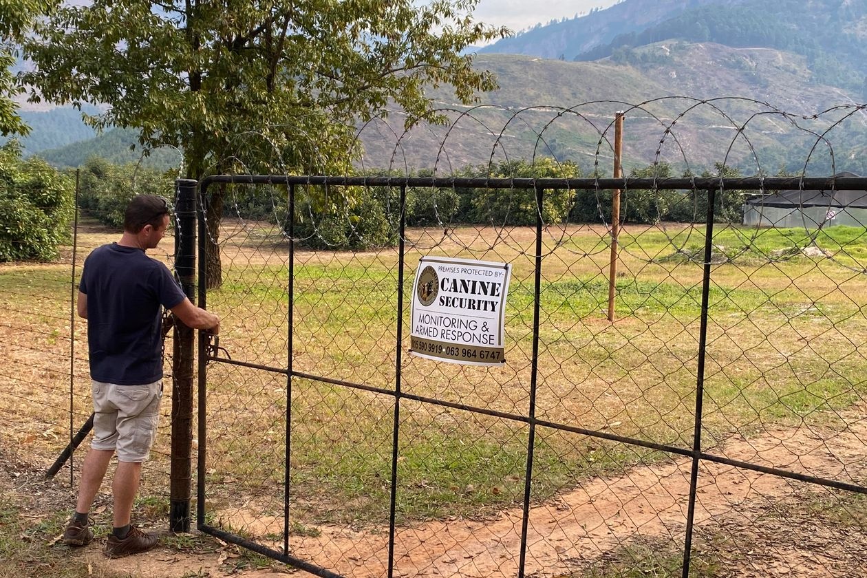 giá quả bơ tăng vọt ảnh 1 gia qua bo tang vot anh 1