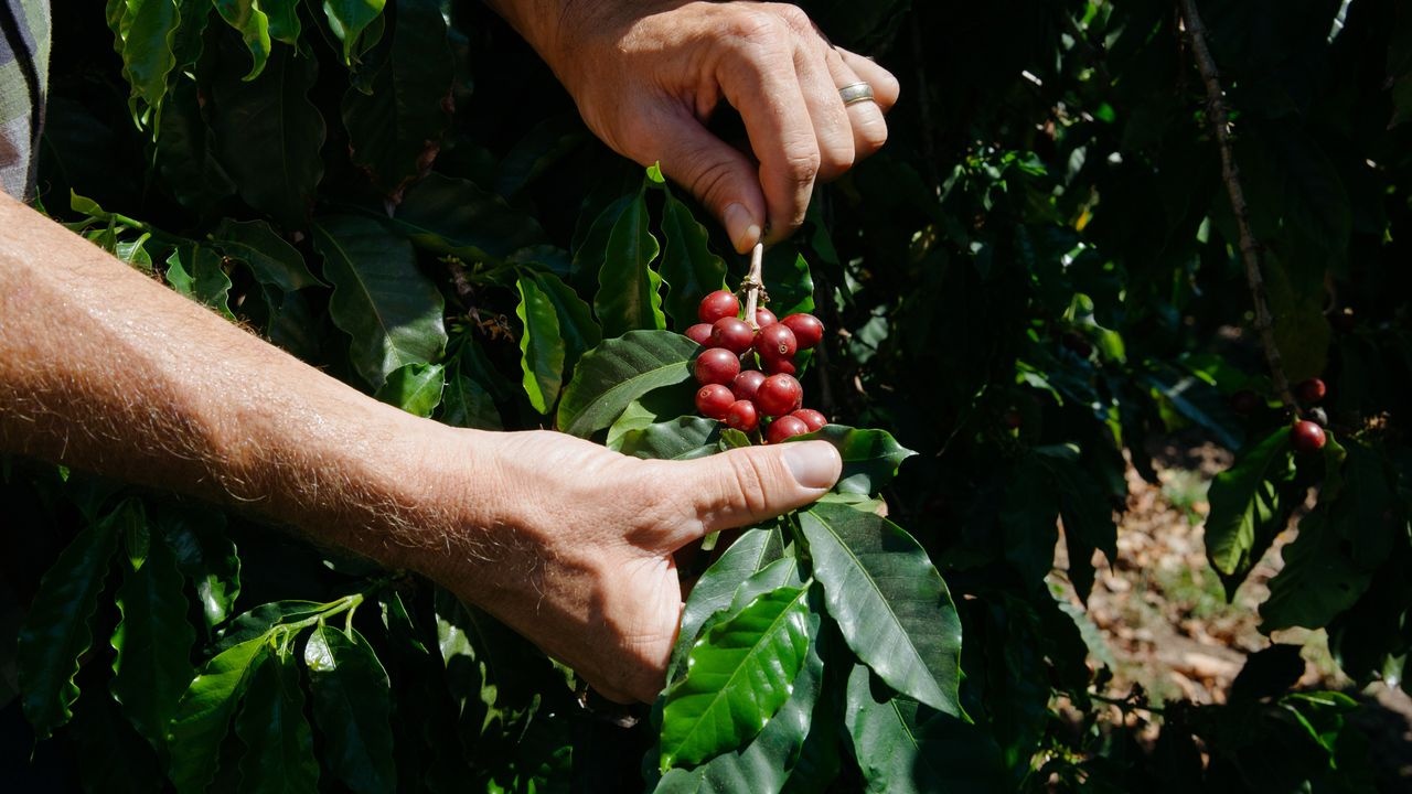 Cau vuot cung, gia ca phe tang vot hinh anh