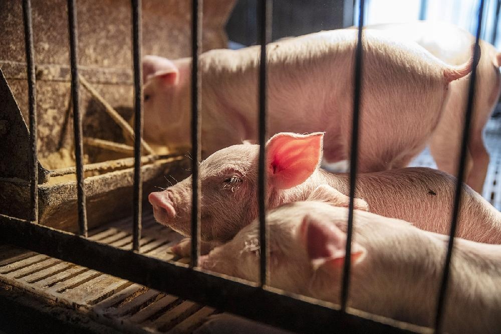 dich ta lon chau Phi anh 1