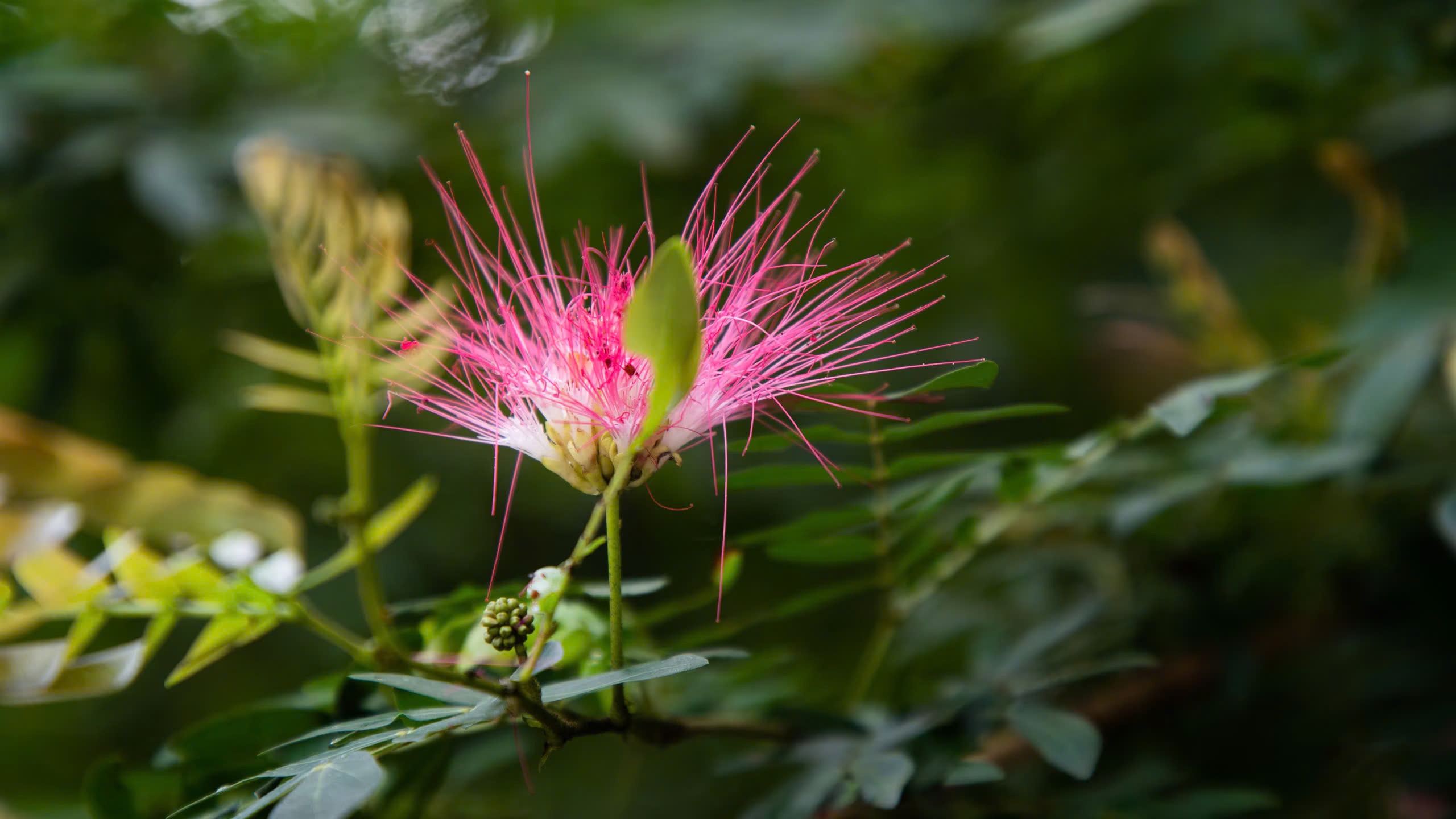 du lịch Malaysia, ảnh 4 du lich Malaysia, anh 4