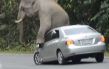 Voi du tim cach pha nat xe hoi hinh anh