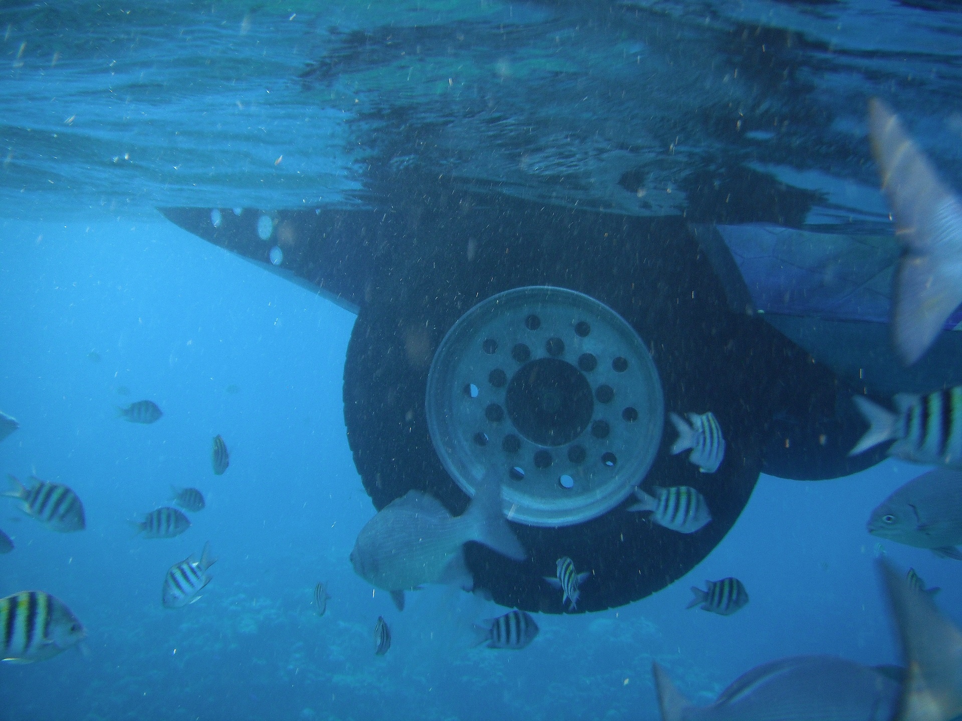 xe buyt tren song o Sai Gon anh 5