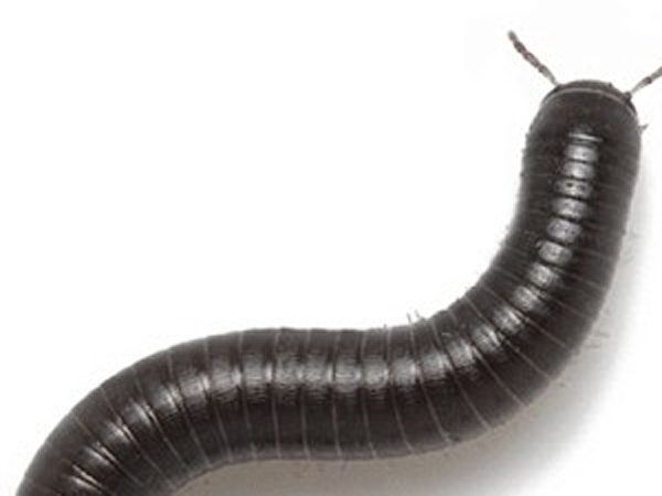 Nghi an hang tram con ret gay tai nan tau hoa hinh anh