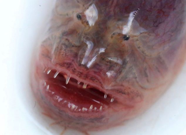 Ca quai vat nhu trong phim nguoi ngoai hanh tinh hinh anh